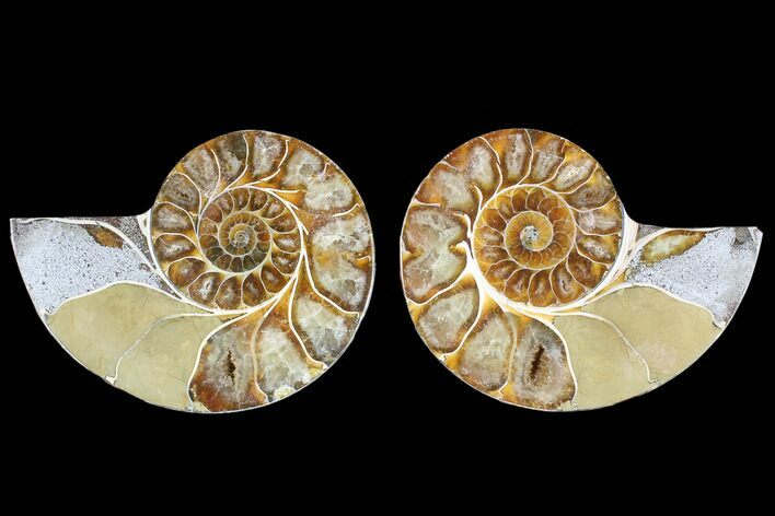 Bargain, Cut & Polished Ammonite (Anapuzosia?) Pair #88011